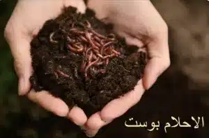 دود 1