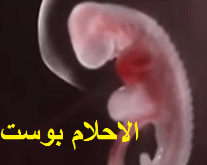 مراحل تكوين الجنين داخل الرحم