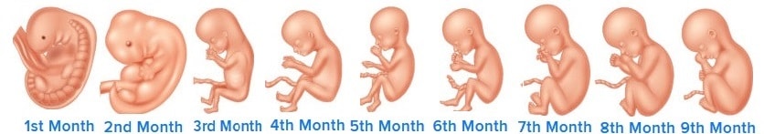 مراحل تكوين الجنين بالاشهر