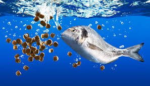 عادات تغذية الأسماك الجارية