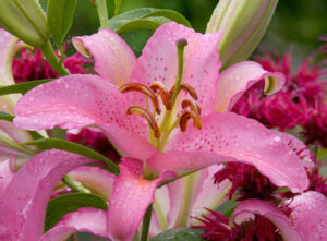 زهرة زنبق الجلاديلياس