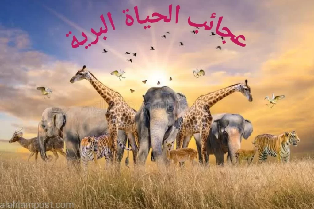 الحياة البرية